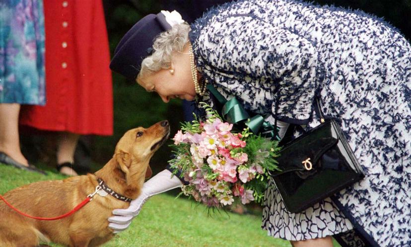 Hoe de honden van Queen Elizabeth haar veel geld opleveren